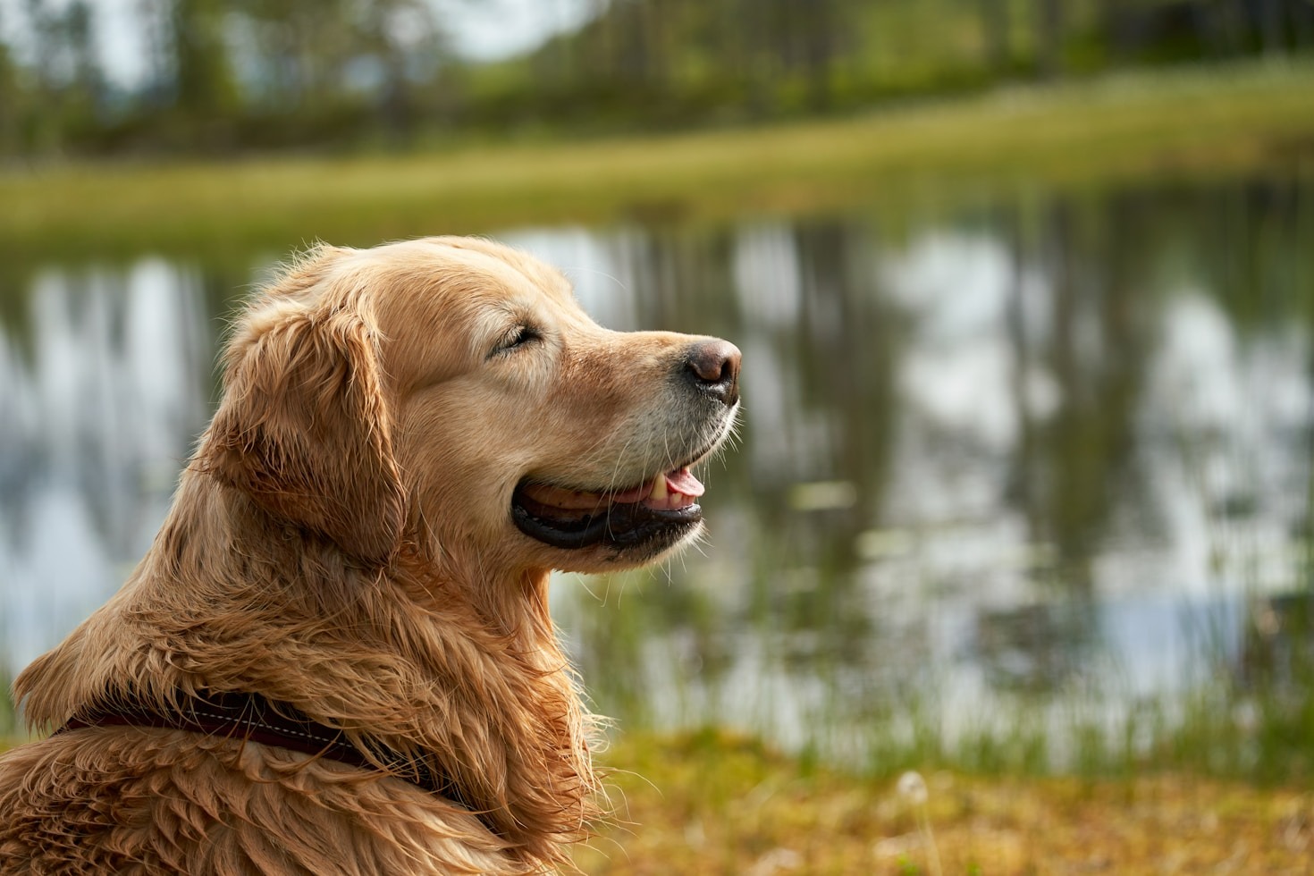 I 5 Pilastri per la Longevità del Cane | Guida Scientifica